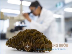 fucoidan nhien cuu trong phong thi nhiem