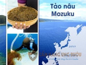 Fucoidan có trong tảo nâu Mozuku