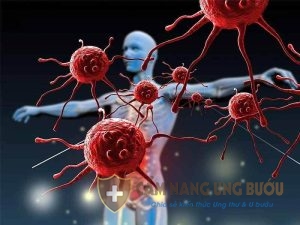Fucoidan giúp tăng cường hệ miễn dịch cho cơ thể