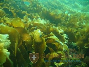 Fucoidan từ tảo nâu Mozuku