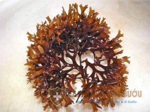 Tảo nâu Mozuku có chứa hoạt chất Fucoidan tốt cho sức khỏe
