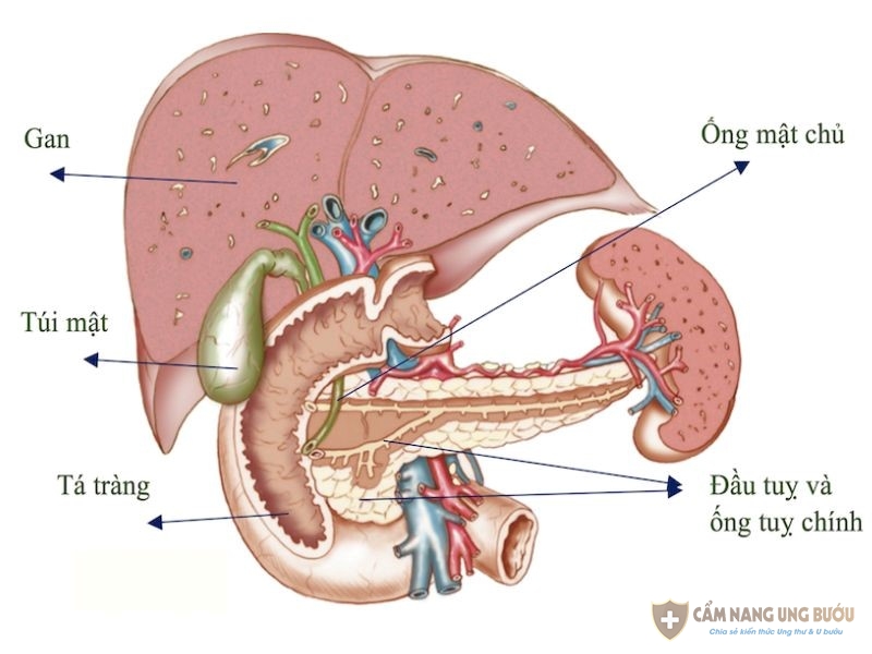 Ung thư tuyến tụy giai đoạn 4 rất nguy hiểm