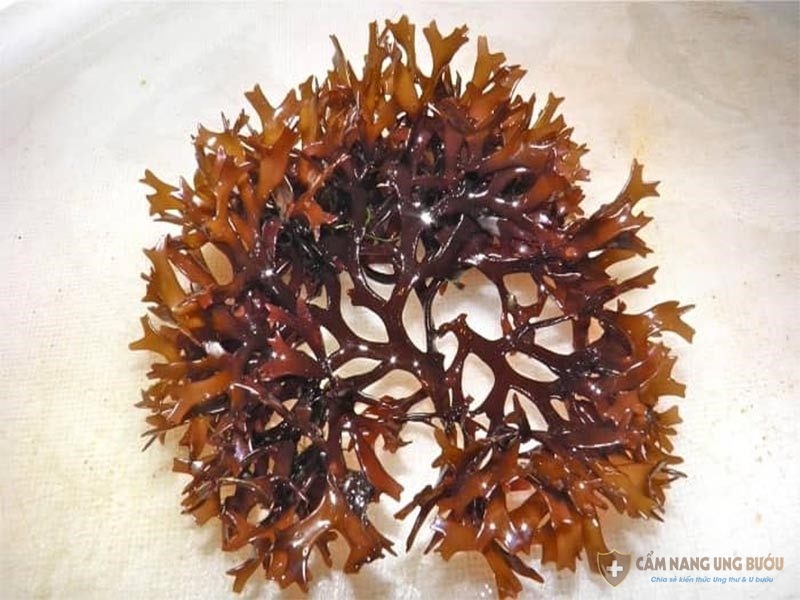 Fucoidan là hoạt chất có nhiều trong tảo nâu