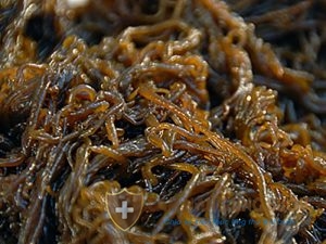 Fucoidan Nhật Bản tồn tại trong các loại tảo nâu